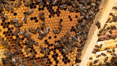 Bienen bei der Arbeit