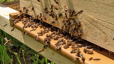 Eingang zum Bienenstock